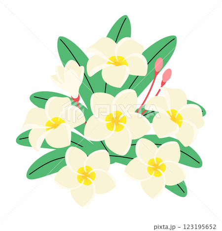 プルメリアの花 123195652