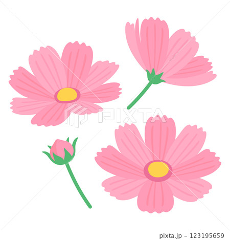 コスモスの花 123195659