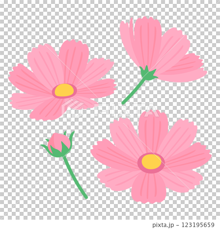 コスモスの花 123195659