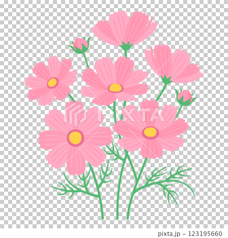 Cosmos flowers Cosmos flowers 123195660
