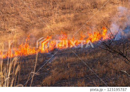 2025年2月15日山焼き当日の曽爾高原 亀山の遊歩道側から点火された山焼きの炎② 2025年2月15日山焼き当日の曽爾高原 亀山の遊歩道側から点火された山焼きの炎② 123195787