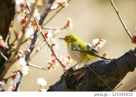 梅の花にメジロ 123195810