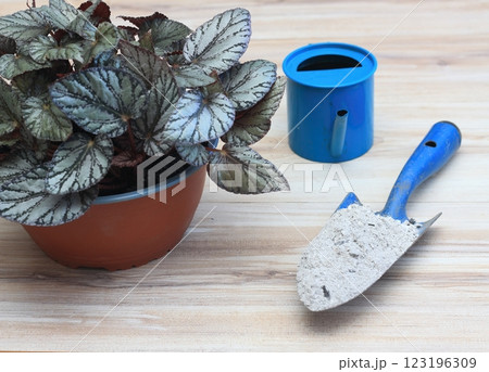 Fertilisation with using wooden ash full of calcium and potassium. Fertilisation with using wooden ash full of calcium and potassium. 123196309