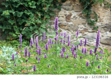 Flowering Agastache foeniculum, also called anise hyssop in country herb garden. Flowering Agastache foeniculum, also called anise hyssop in country herb garden. 123196316