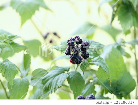 Branch with black raspberries lat. Rubus occidentalis in the garden. Branch with black raspberries lat. Rubus occidentalis in the garden. 123196317
