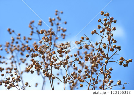 冬枯れのサルスベリの実（蒴果） 123196318
