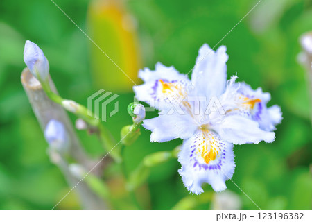 シャガ シャガ 123196382