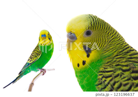 green wavy budgie on a white background green wavy budgie on a white background 123196637