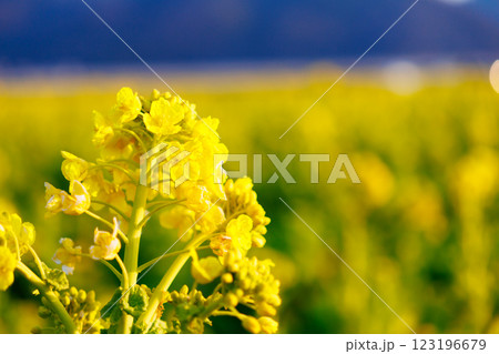 咲き始めた菜の花 咲き始めた菜の花 123196679