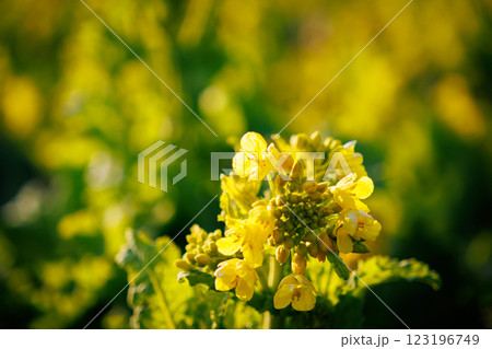 咲き始めた菜の花 123196749