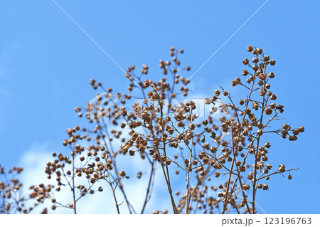 冬枯れのサルスベリの実（蒴果） 123196763