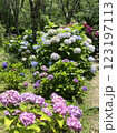 色とりどりの紫陽花の写真 123197113