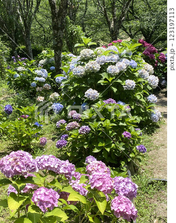 色とりどりの紫陽花の写真 色とりどりの紫陽花の写真 123197113
