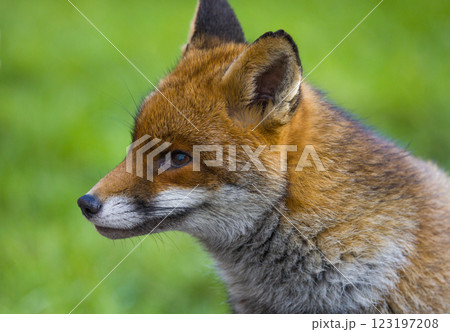 A stunning closeup view of a Fox showcasing its beauty 123197208