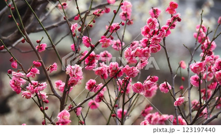 咲き始めた紅梅 123197440
