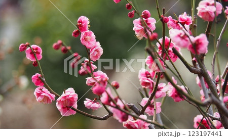ピンク色の梅の花が可愛い花 123197441