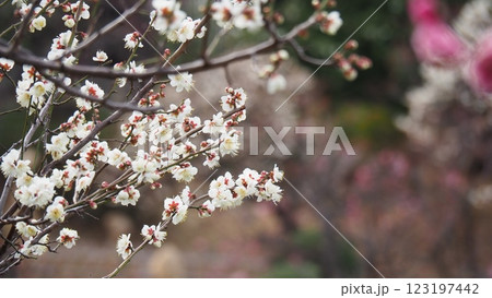 春の訪れを告げる梅の花 123197442