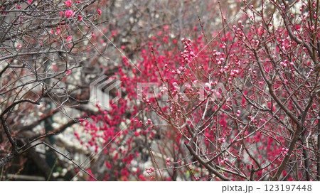 梅の花、梅、ピンク、初春の梅が満開、春の訪れ、華やか、 123197448