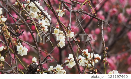 白い梅の花 白い梅の花 123197460