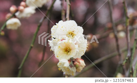 白い梅の花 白い梅の花 123197463
