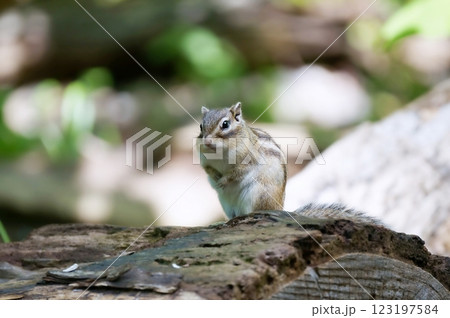 野生のエゾシマリス 野生のエゾシマリス 123197584
