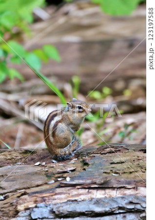 野生のエゾシマリス 野生のエゾシマリス 123197588