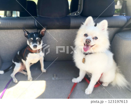 車に乗って笑顔が素敵な犬 車に乗って笑顔が素敵な犬 123197613