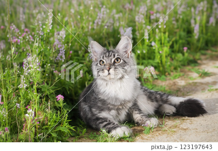maine coon kitten 123197643