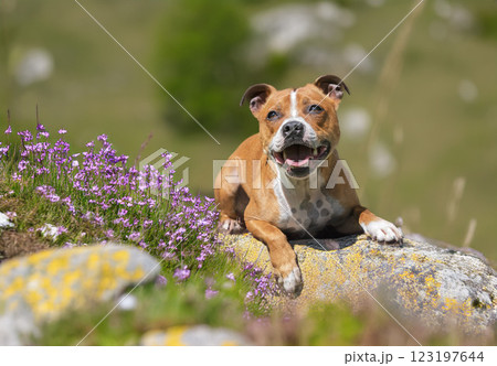 staffordshire bull terrier 123197644