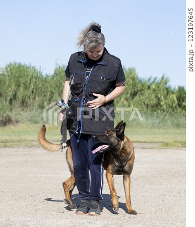 training of belgian shepherd 123197645