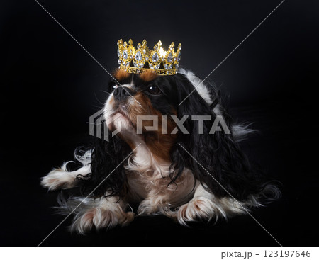 cavalier king charles and crown 123197646