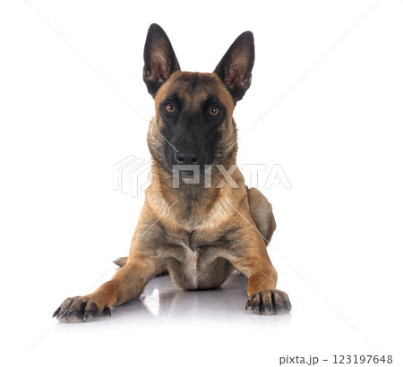 malinois in studio 123197648