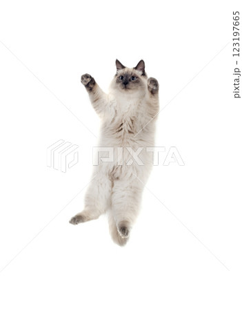 siberian cat in studio siberian cat in studio 123197665