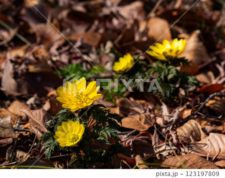 春の訪れを告げる福寿草 123197809