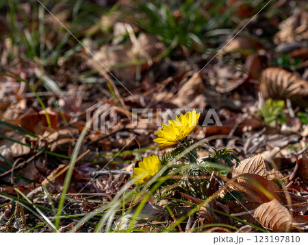 春の訪れを告げる福寿草 春の訪れを告げる福寿草 123197810