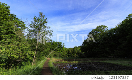 戸塚区舞岡ふるさと公園の田圃 戸塚区舞岡ふるさと公園の田圃 123197827