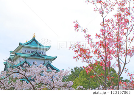 愛知県名古屋市、満開の桜と名古屋城の風景 愛知県名古屋市、満開の桜と名古屋城の風景 123197863