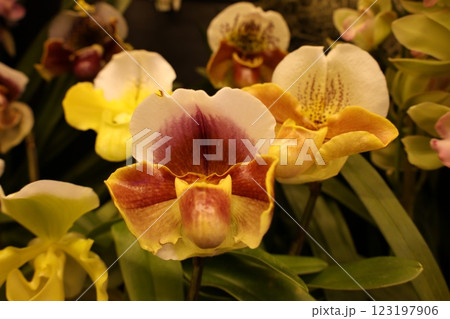 《世界のラン展》色とりどりの蘭・勢揃い・多彩多様 123197906