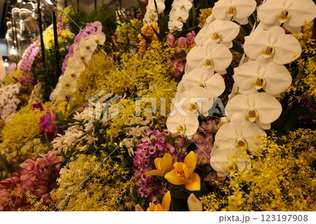 《世界のラン展》色とりどりの蘭・勢揃い・多彩多様 123197908