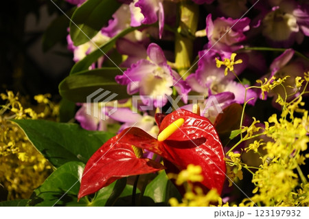 《世界のラン展》色とりどりの蘭・勢揃い・多彩多様 123197932