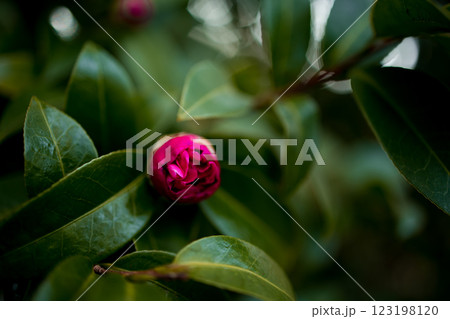Close up of vibrant pink camellia flower bud among lush green leaves 123198120