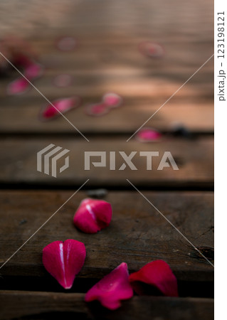 Fallen pink camellia petals on rustic wooden planks in soft focus 123198121