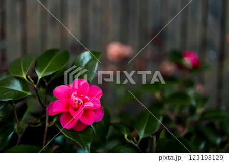 Vibrant pink Japanese camellia flower blossom amid dark green foliage in quiet garden Vibrant pink Japanese camellia flower blossom amid dark green foliage in quiet garden 123198129