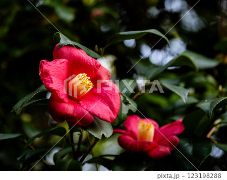 晩冬に咲いているツバキの花 晩冬に咲いているツバキの花 123198288