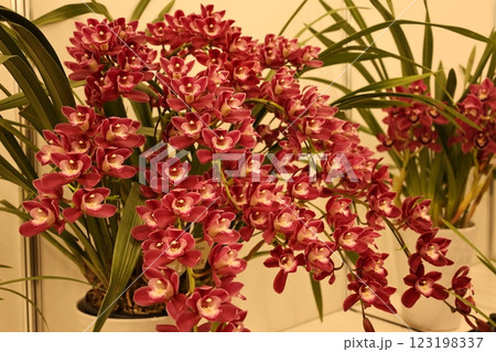 《世界のラン展》色とりどりの蘭・勢揃い・多彩多様 123198337