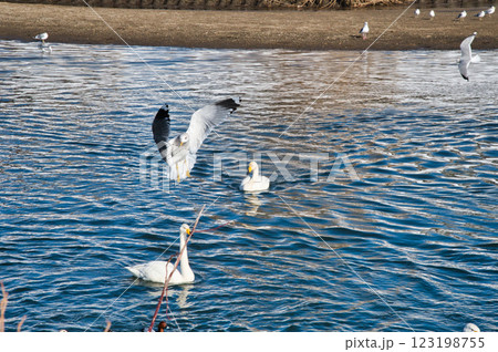 白鳥とうみねこ 白鳥とうみねこ 123198755