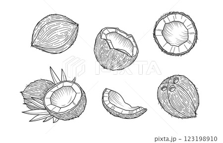 Coconut vintage sketch Coconut vintage sketch 123198910