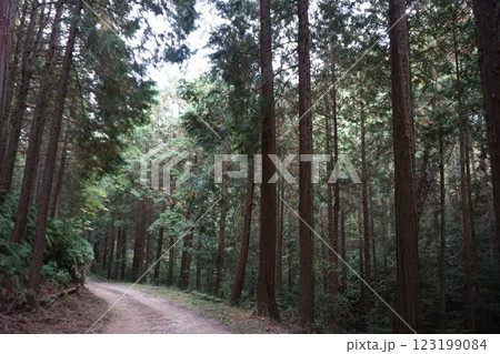 日本原風景 山 紅葉 杉 林 苔 日本原風景 山 紅葉 杉 林 苔 123199084