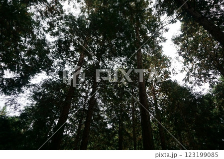 日本原風景 山 紅葉 杉 林 苔 日本原風景 山 紅葉 杉 林 苔 123199085