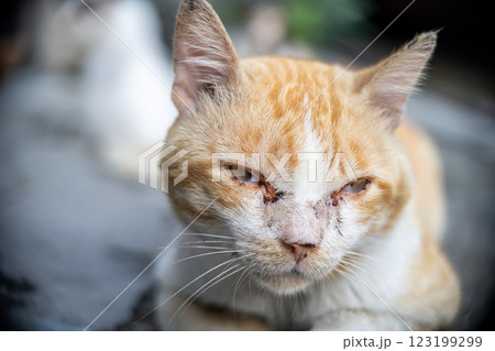 A close-up portrait of lonely homeless ginger cat sitting on the street. Abandoned pets A close-up portrait of lonely homeless ginger cat sitting on the street. Abandoned pets 123199299
